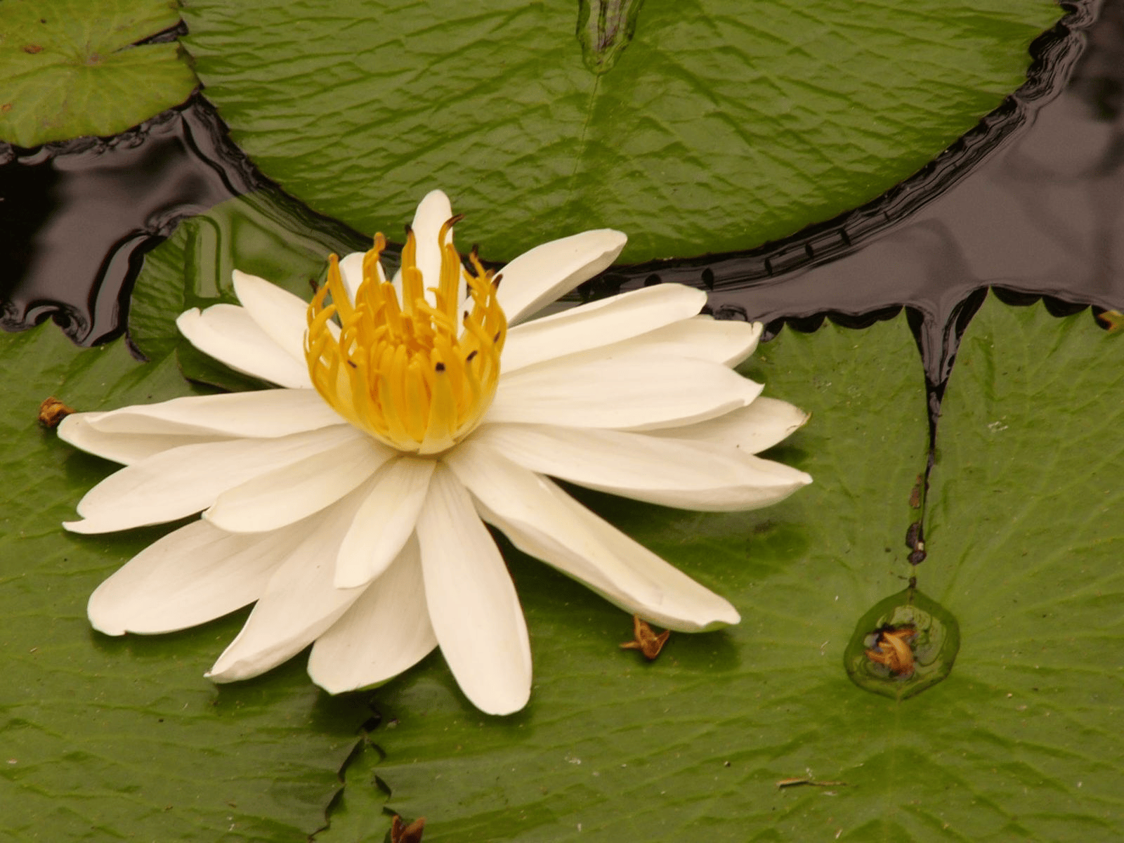 Maui flora photograph by Stephen John Sullivan