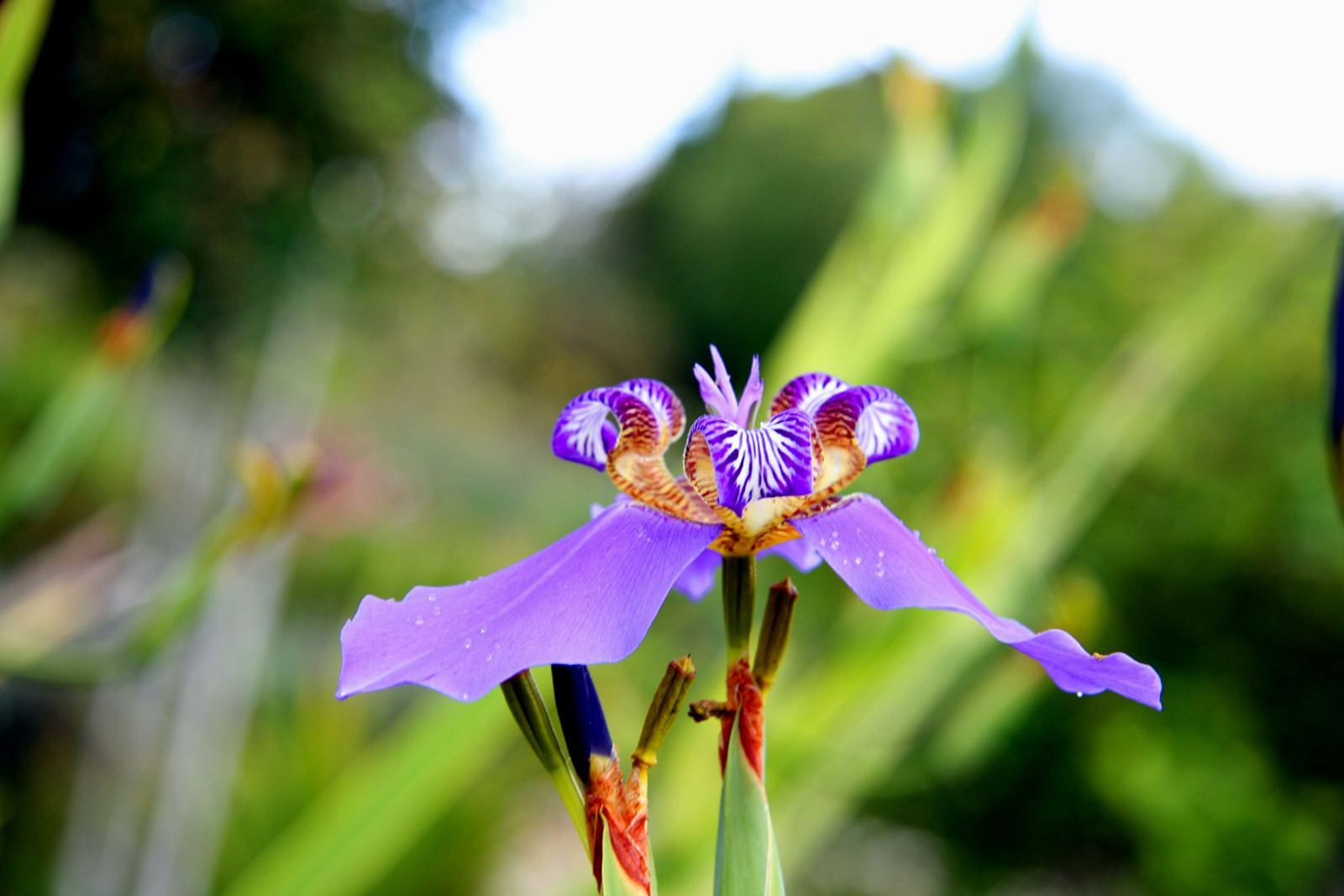 Maui flora photograph by Stephen John Sullivan
