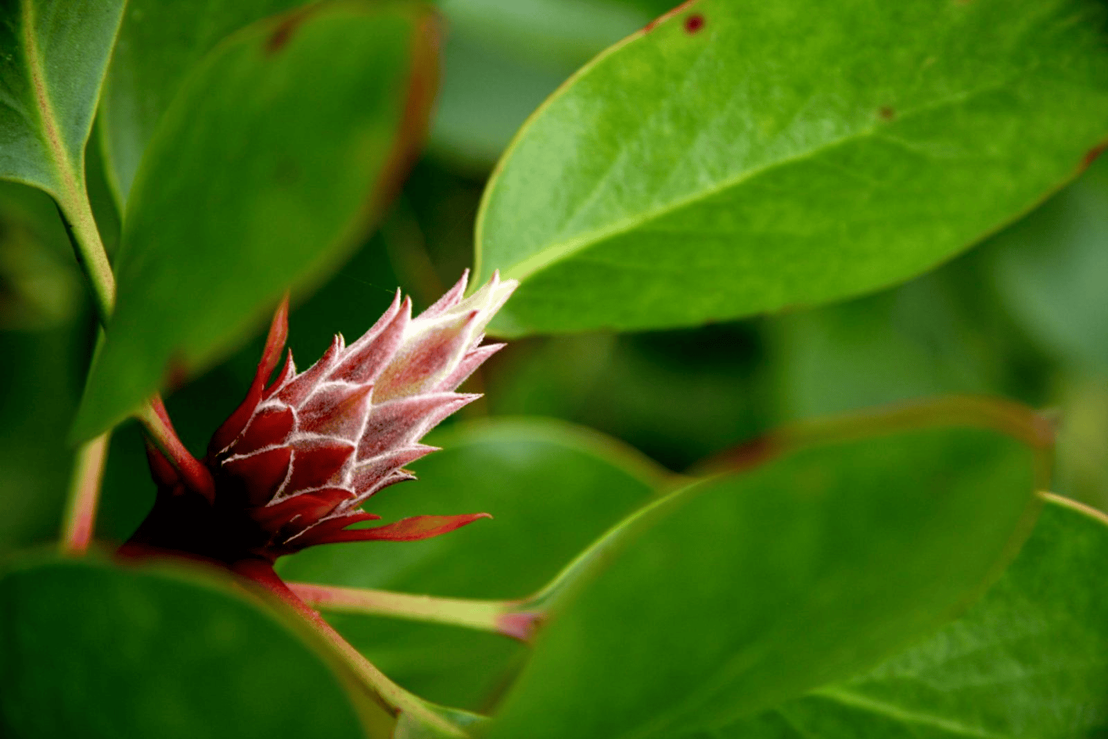 Maui flora photograph by Stephen John Sullivan