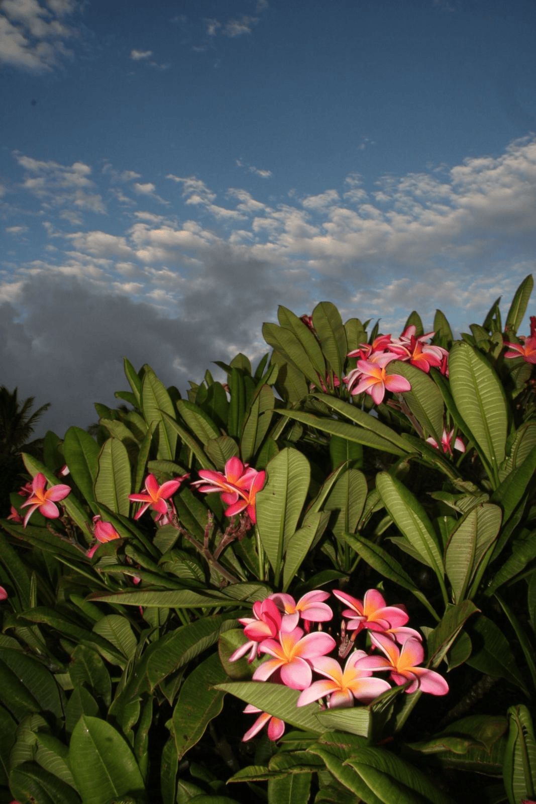 Maui flora photograph by Stephen John Sullivan