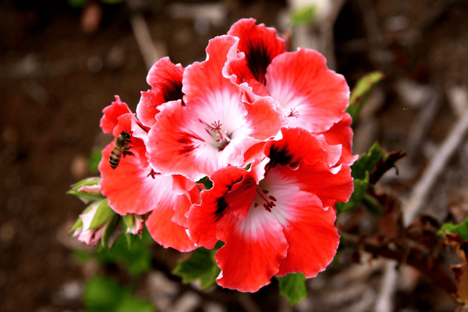 Maui flora photograph by Stephen John Sullivan