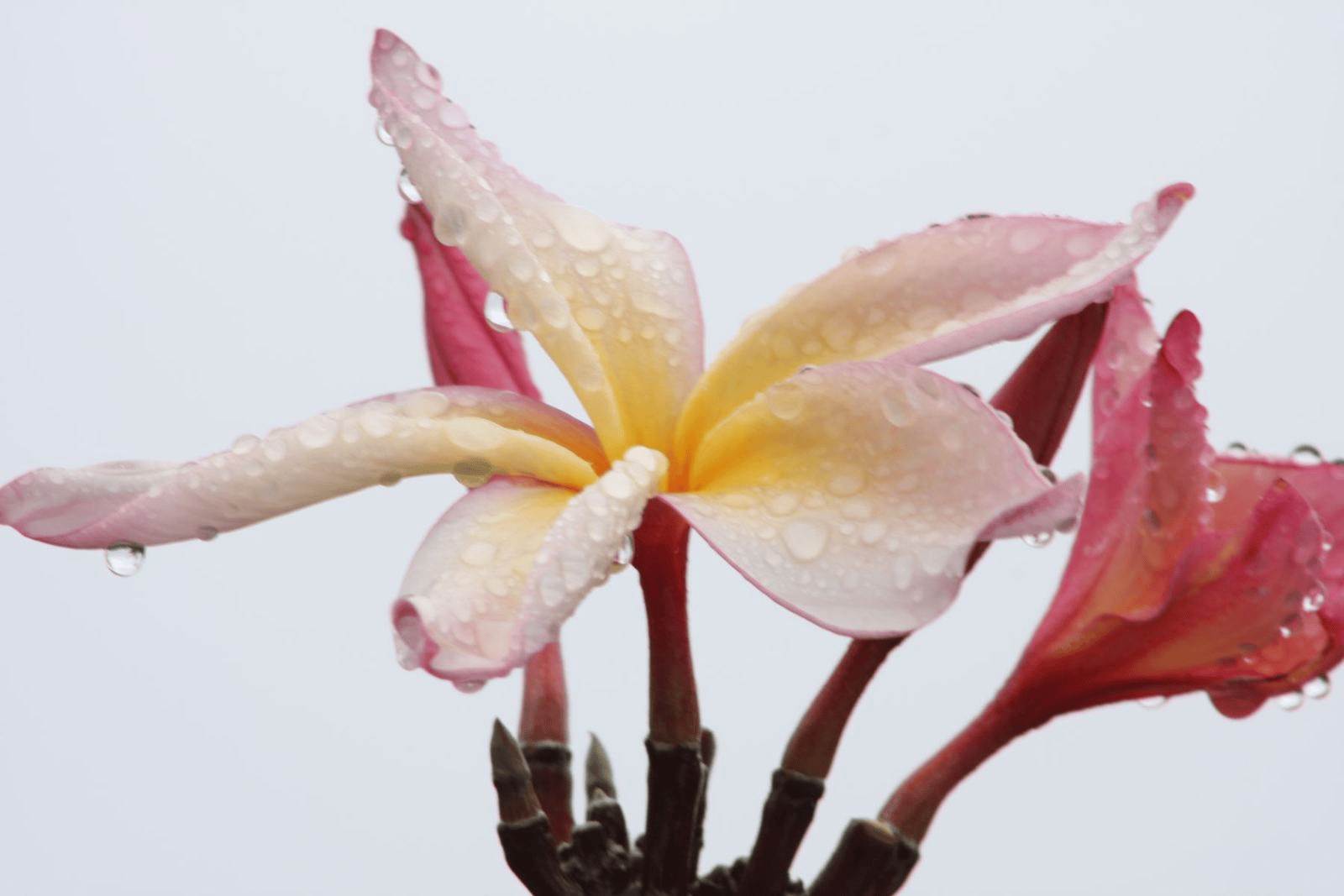 Maui flora photograph by Stephen John Sullivan