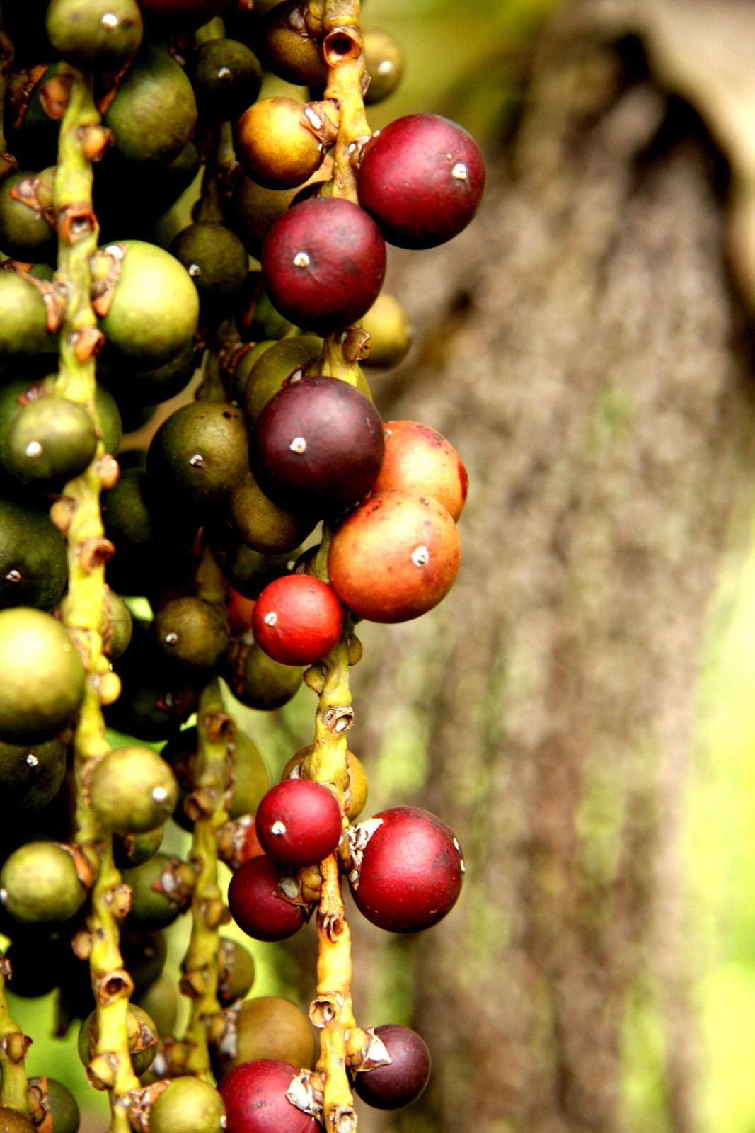 Maui flora photograph by Stephen John Sullivan