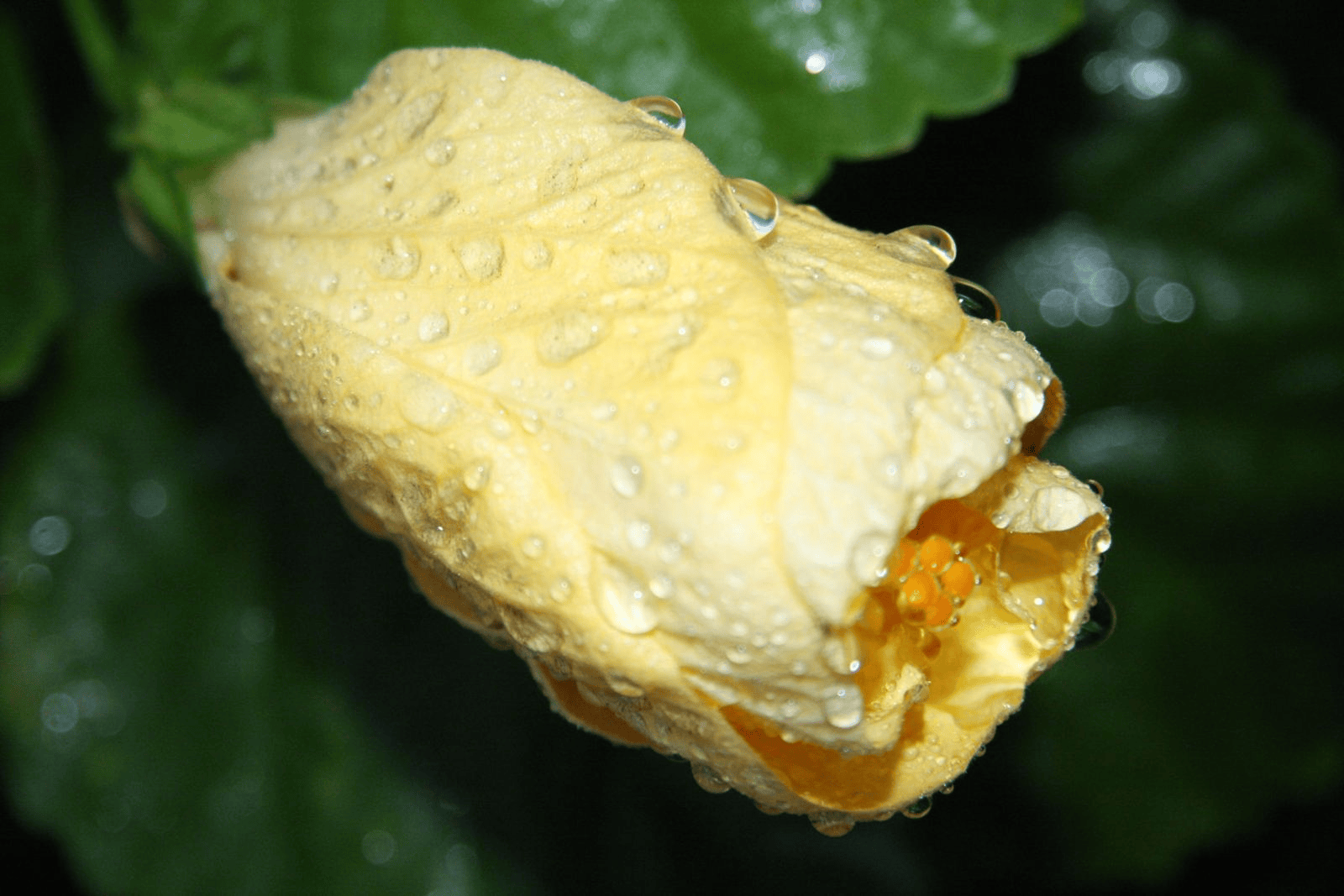 Maui flora photograph by Stephen John Sullivan