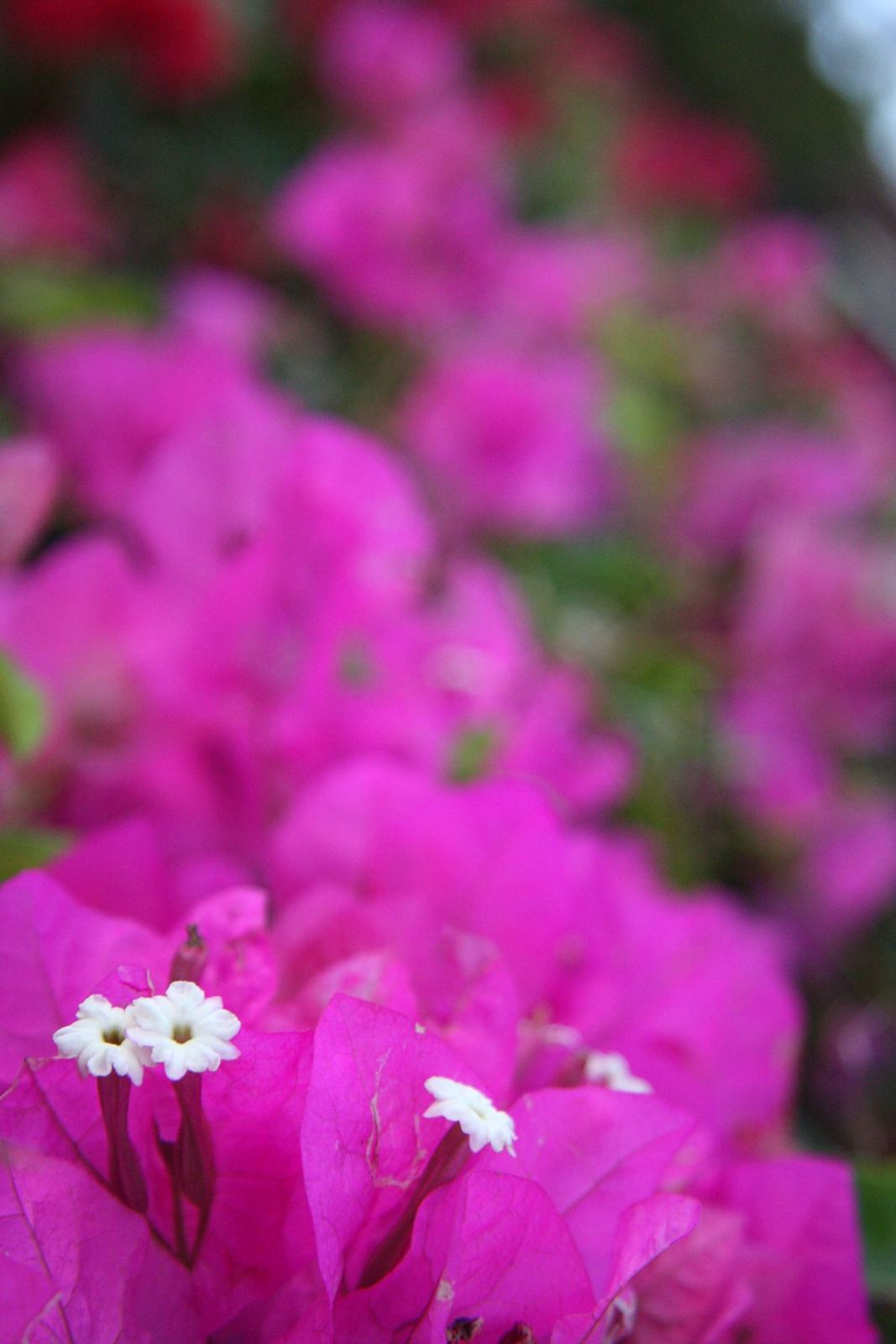 Maui flora photograph by Stephen John Sullivan
