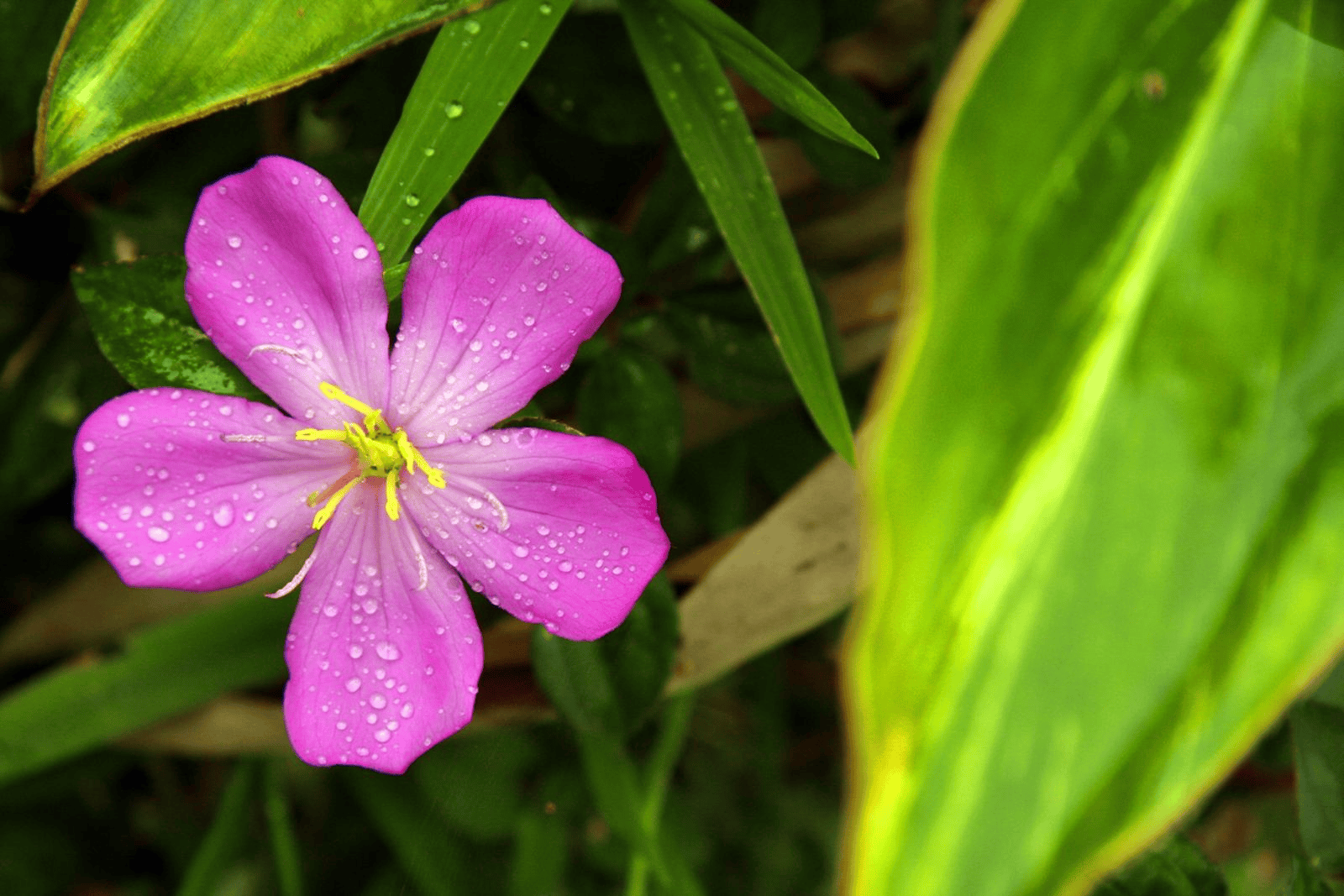 Maui flora photograph by Stephen John Sullivan