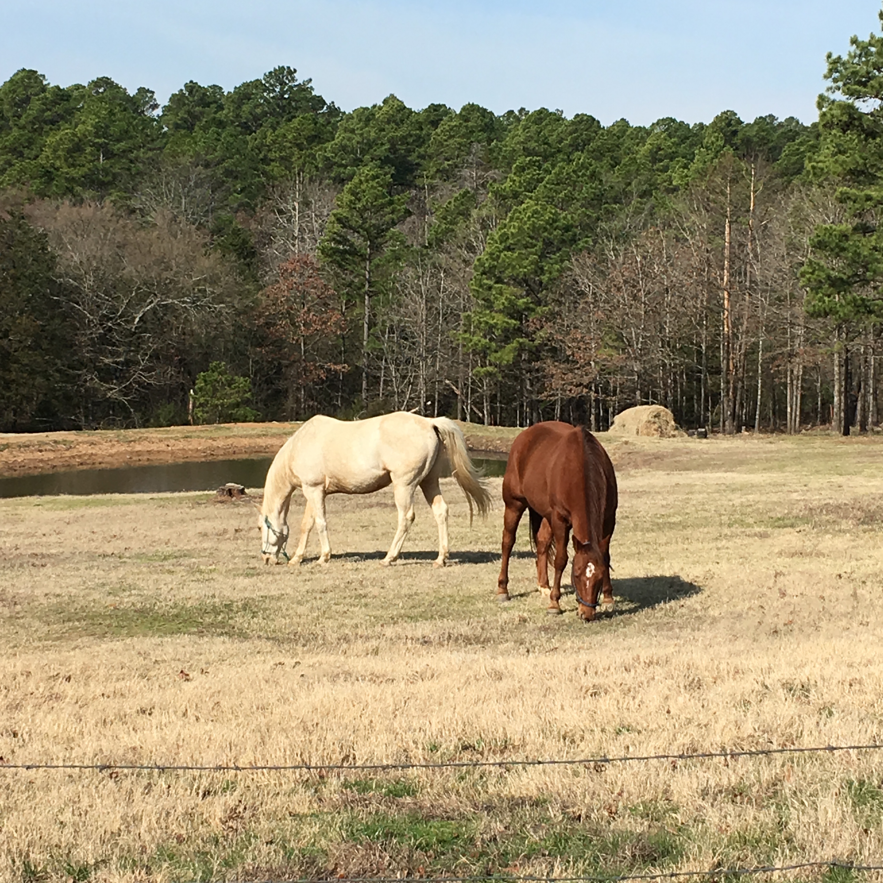 Horses at Fire Fly Hollow