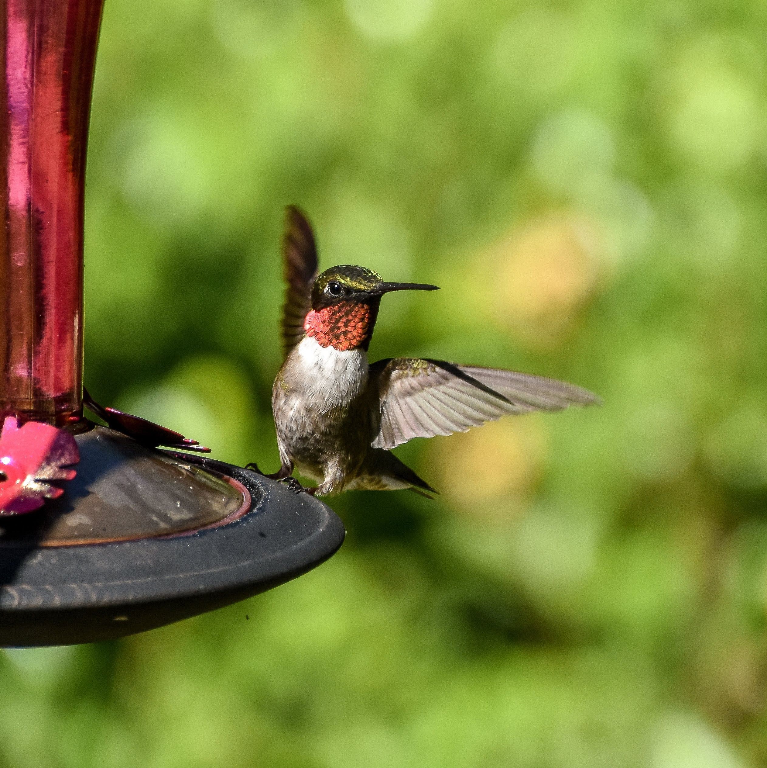 Ruby-Throated Hummingbird
