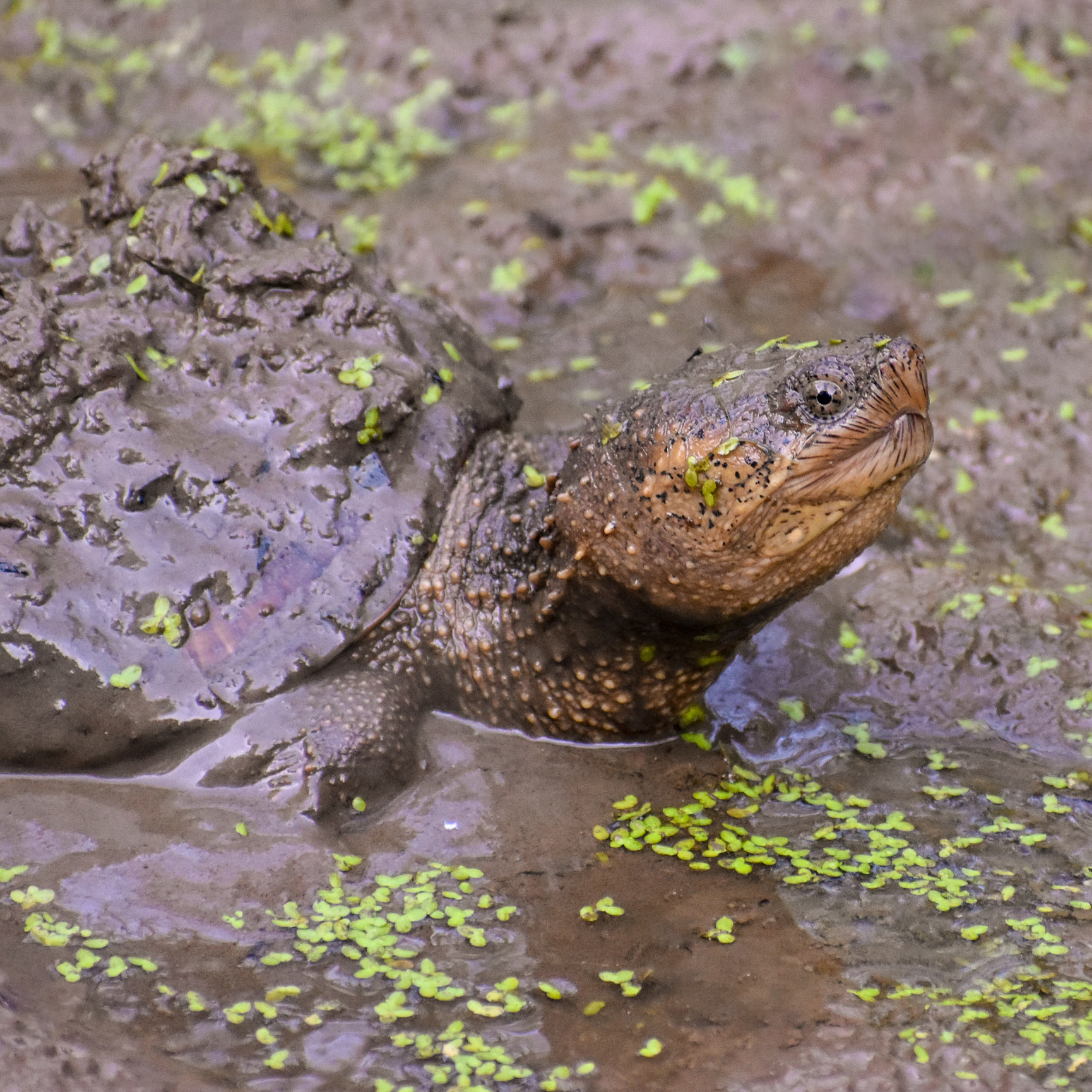 Snapping turtle