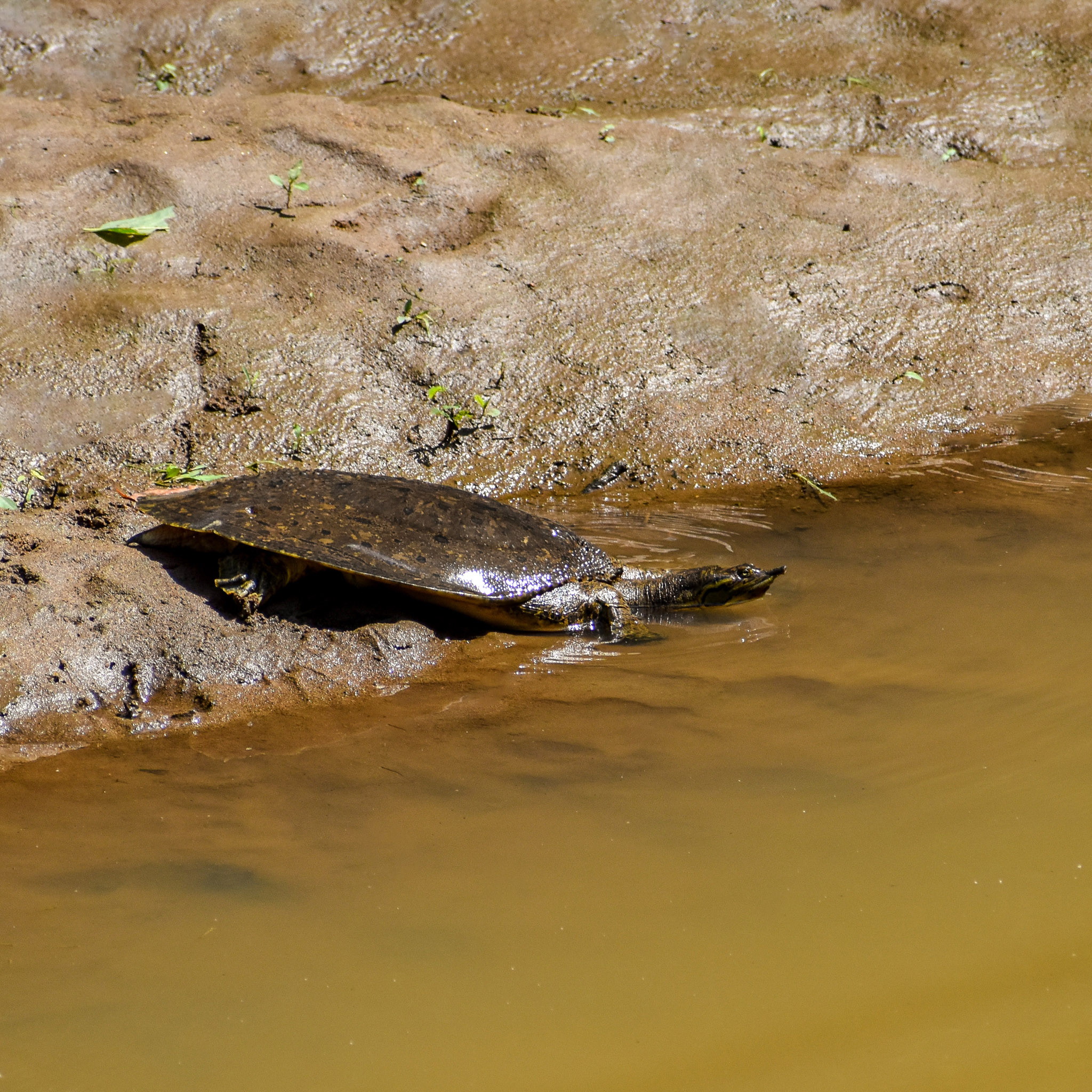 Spiny softshell turtle