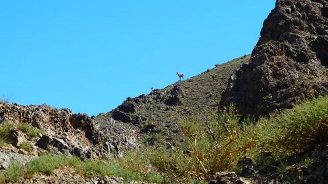 Ibex (wilde geiten) in de Gobi