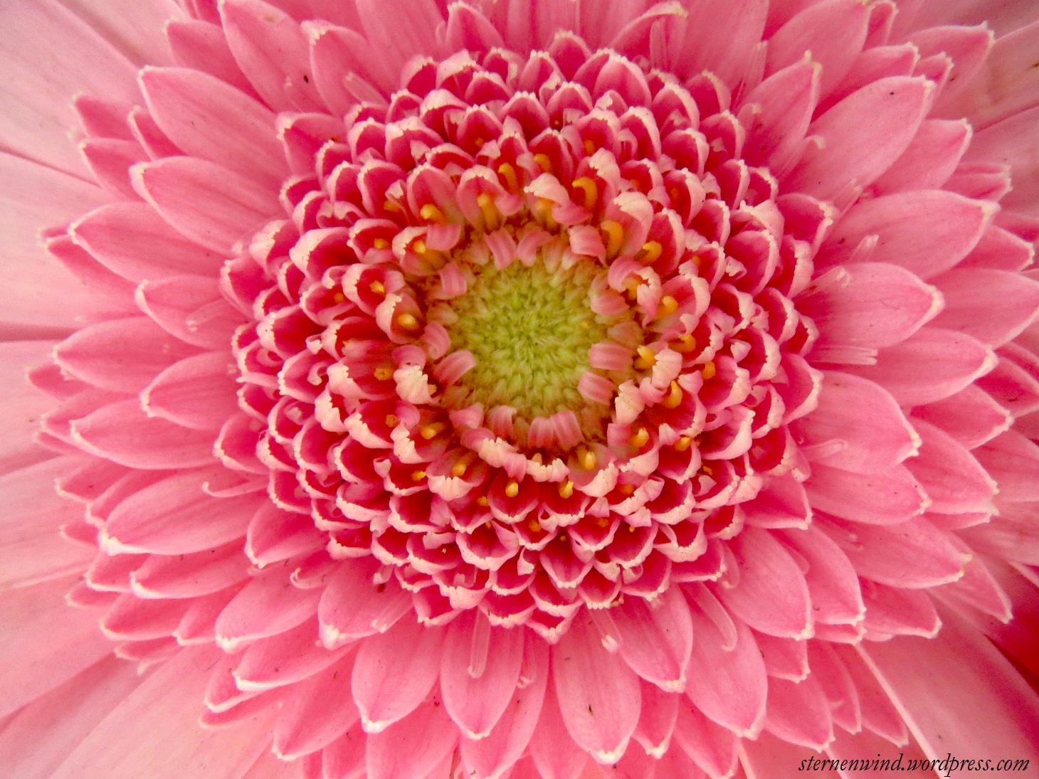 Gerbera