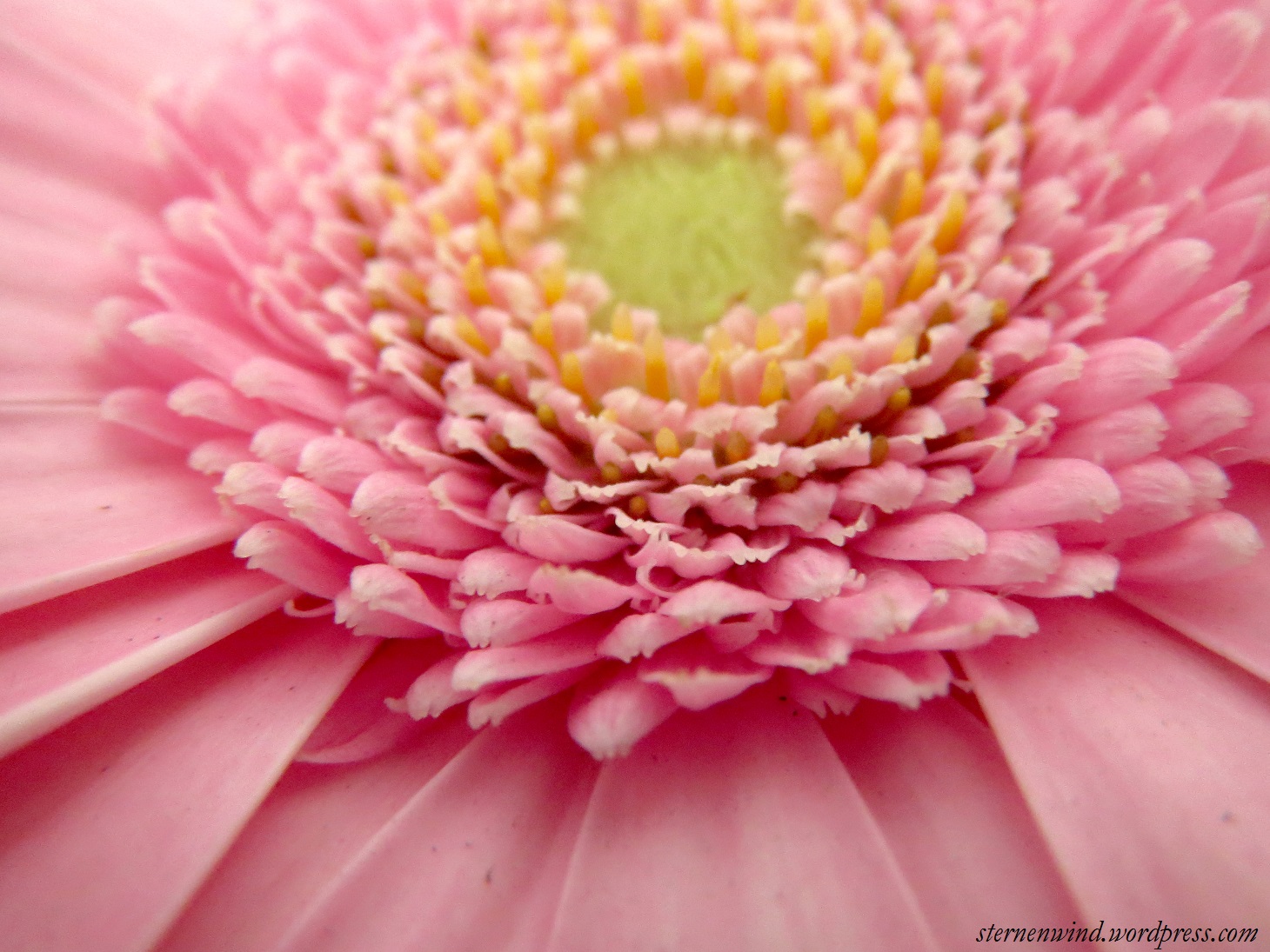 Gerbera