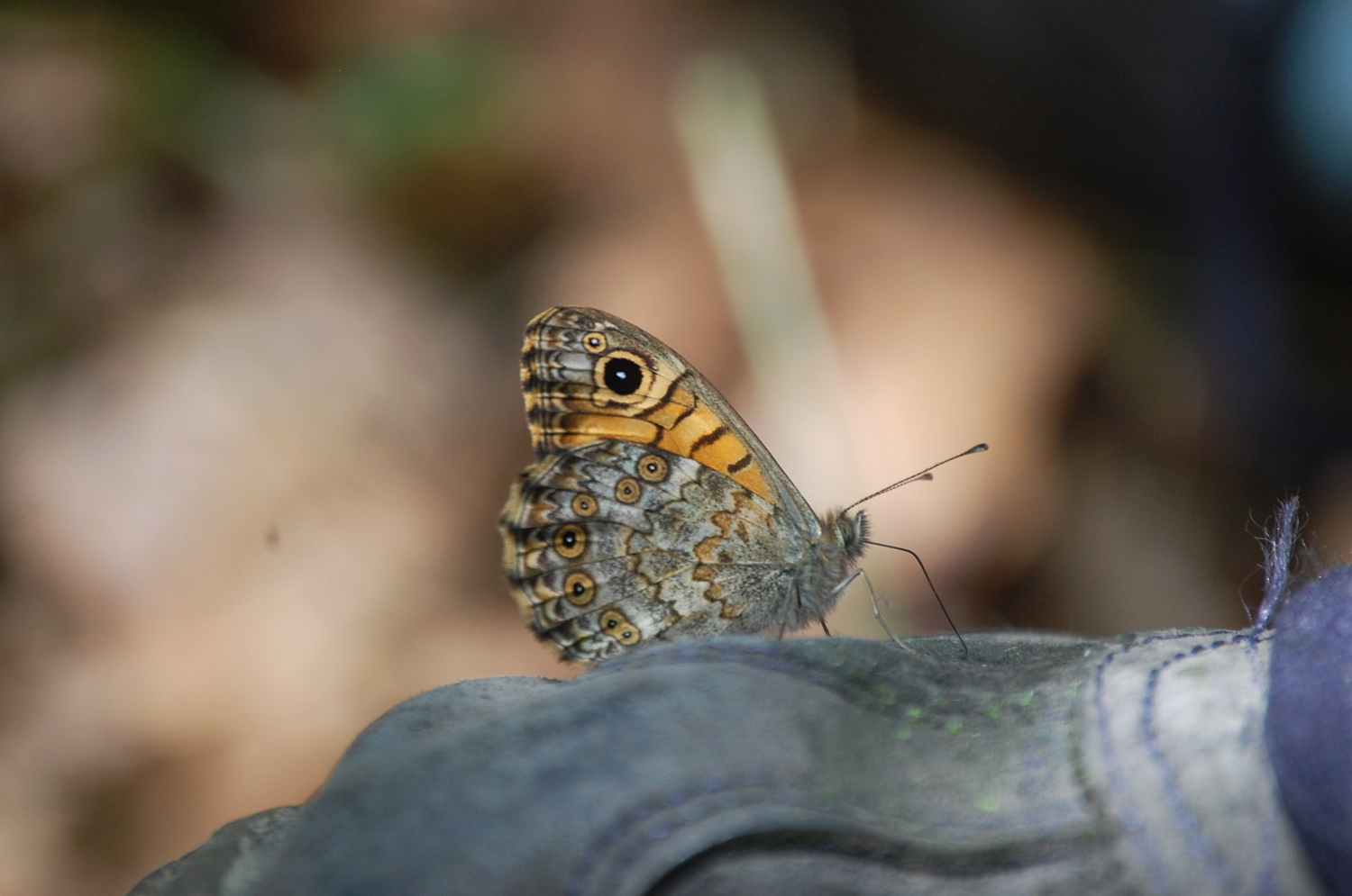Mauerfuchs_oder_Braunauge2