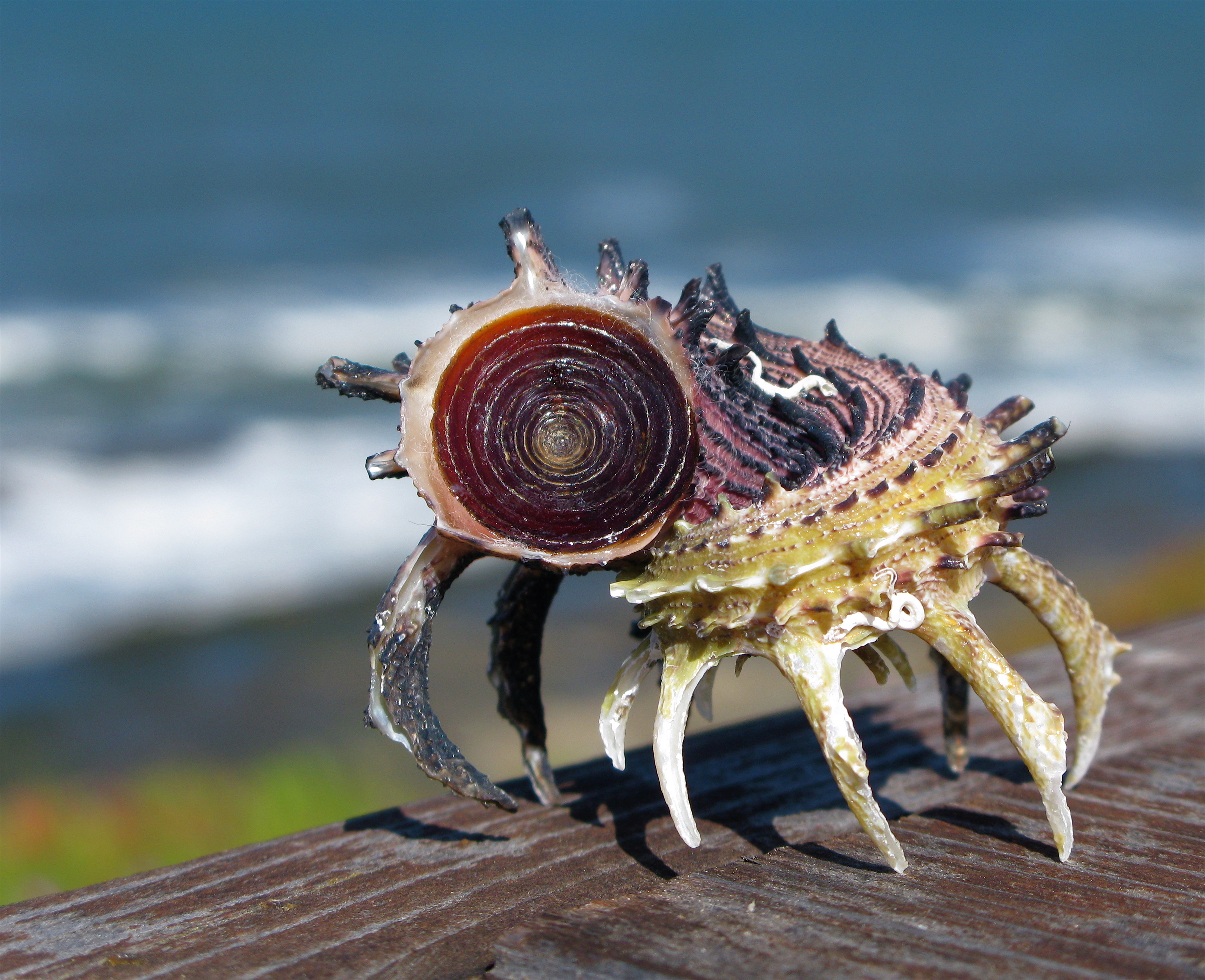 Sentinel Shell Script from the Matrix