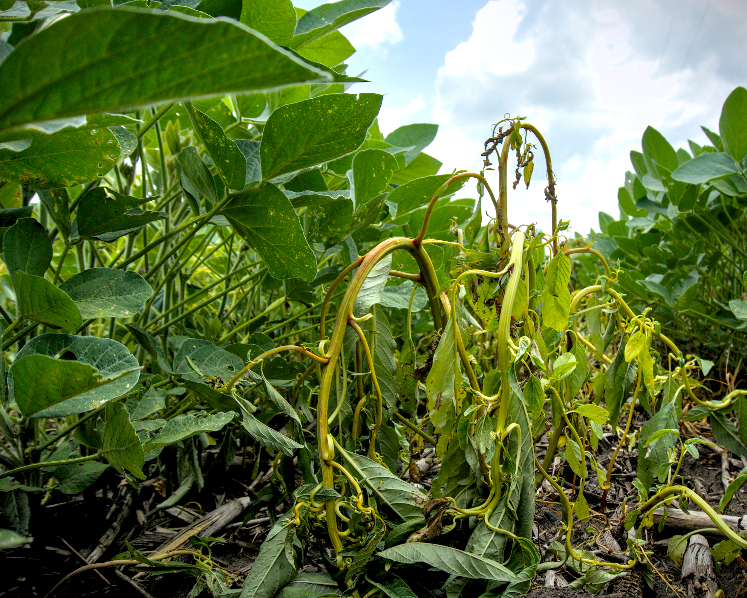 A pigweed plant that had been sprayed with dicamba in a soybean crop in Mississppi