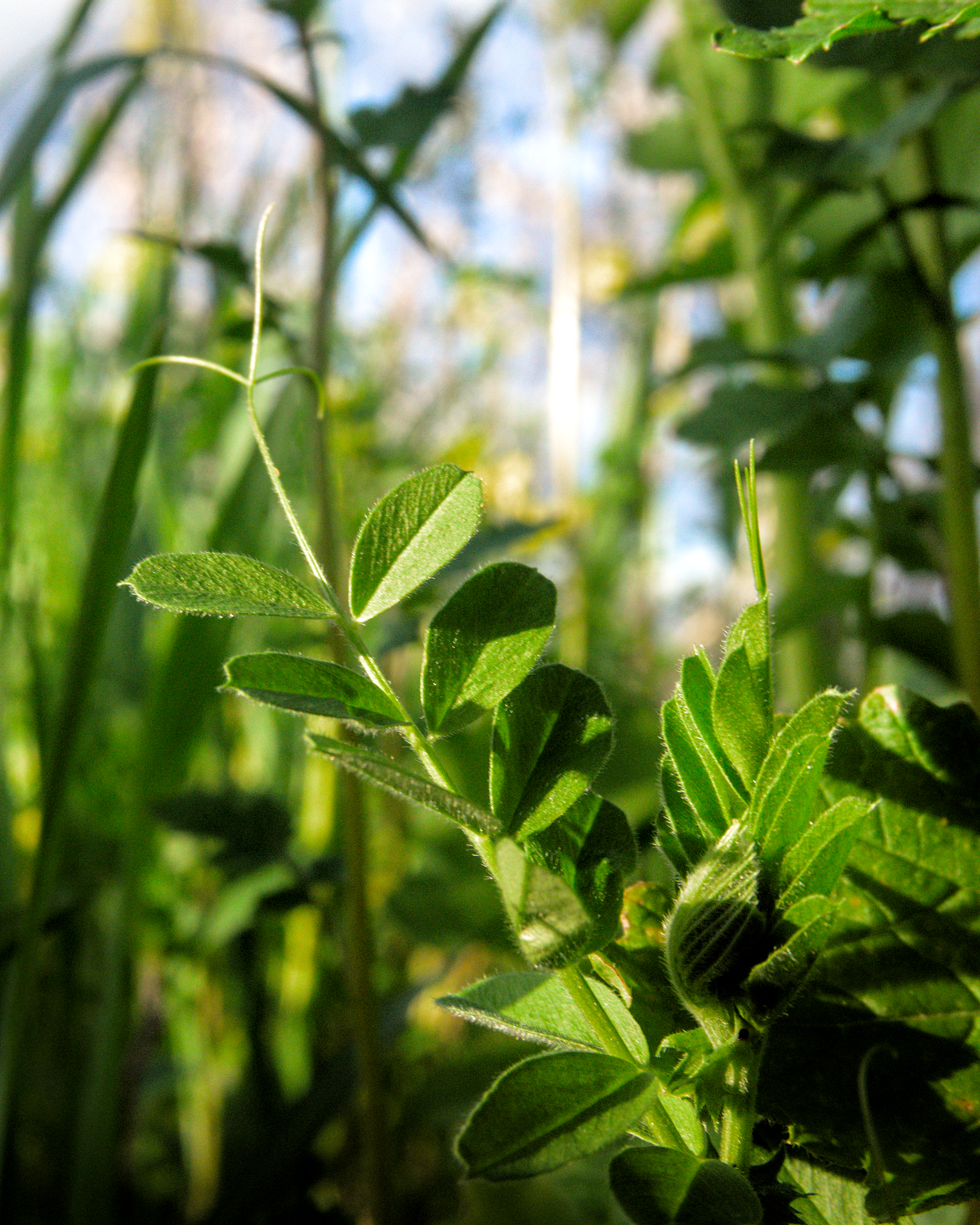 Vetch growing in a multispecies cover crop in an almond orchard