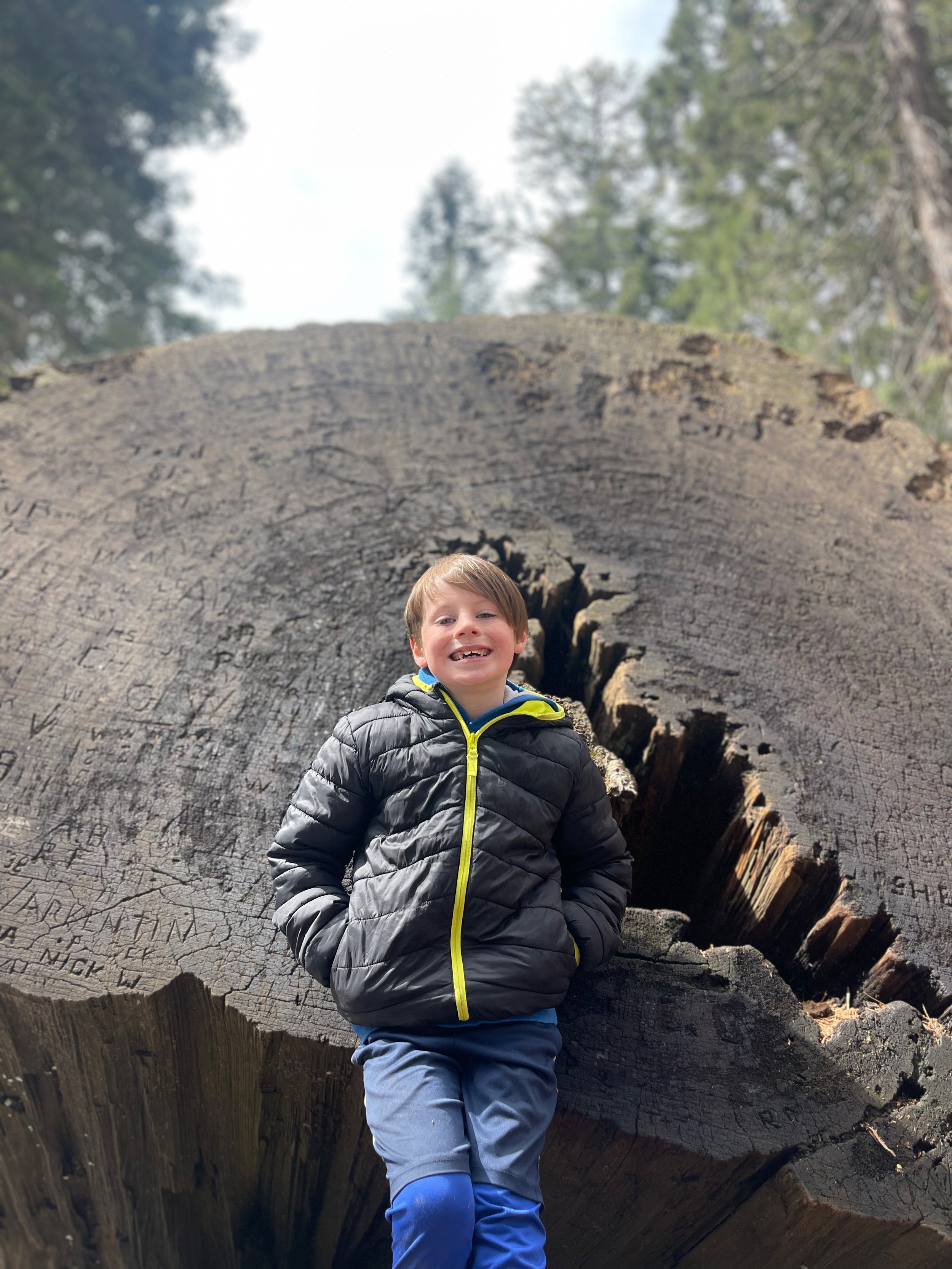 Sequoia - 10.jpeg