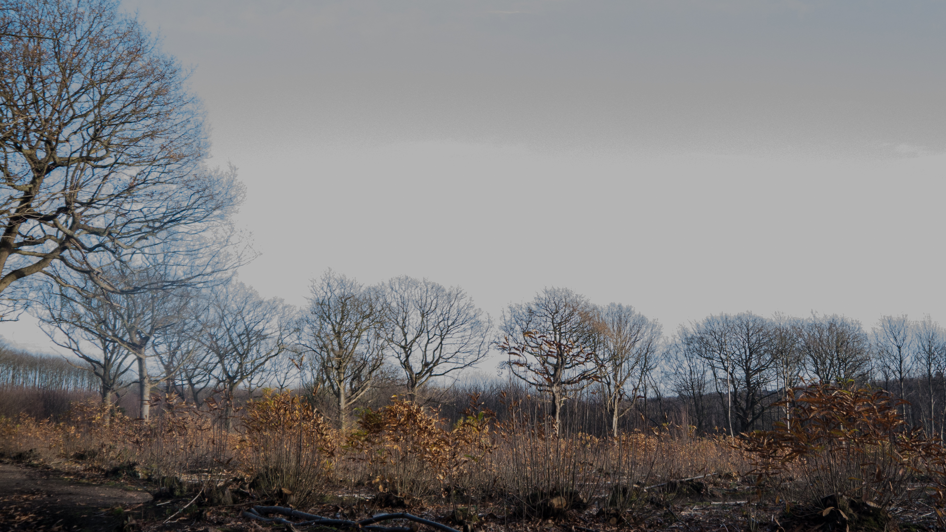 Oak standards and young sweet chestnut coppice