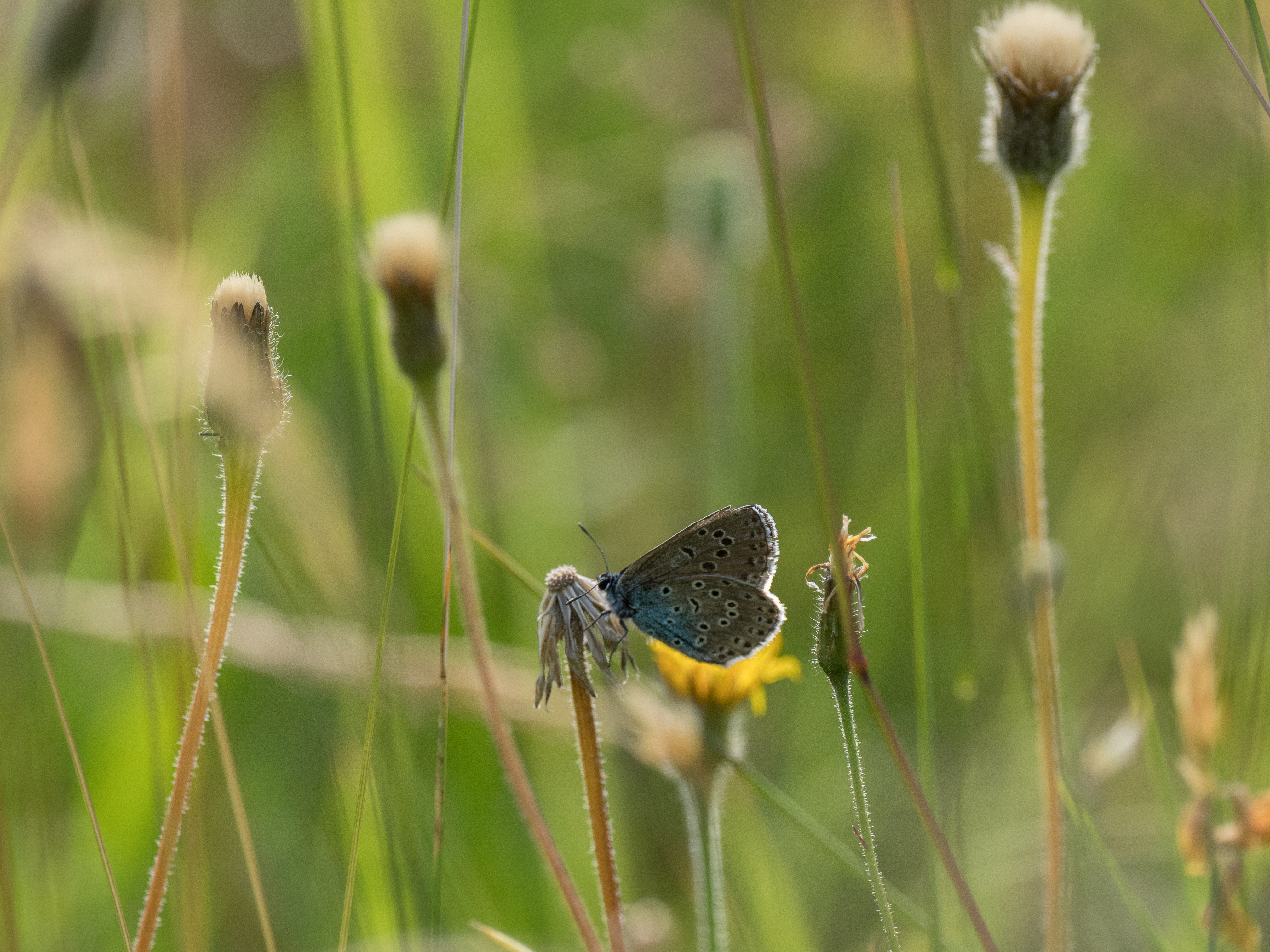 Large blue