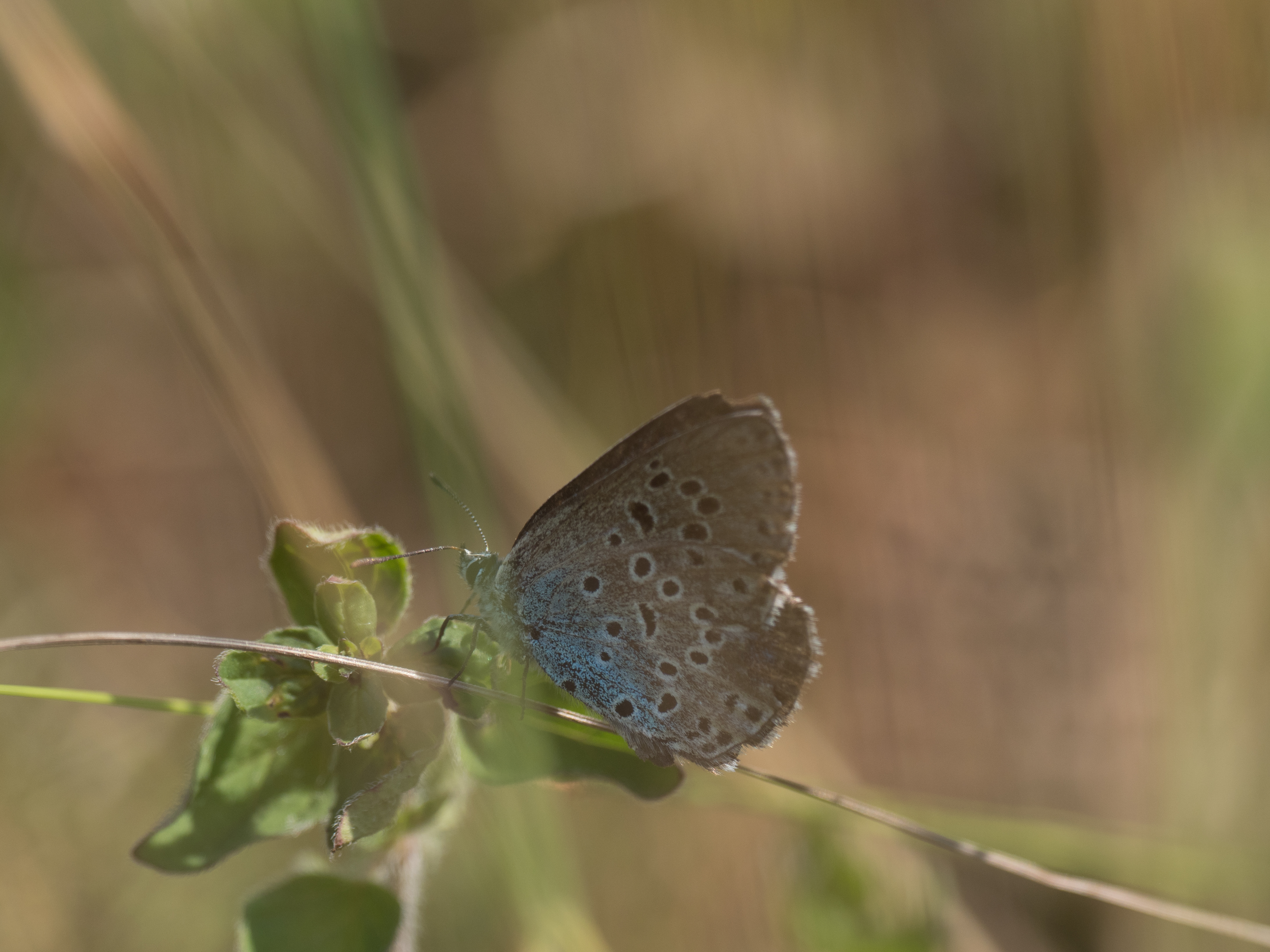 Large blue