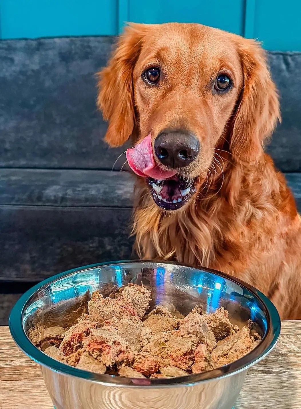 How Does Dog Food Cost Impact Your Pet's Health?