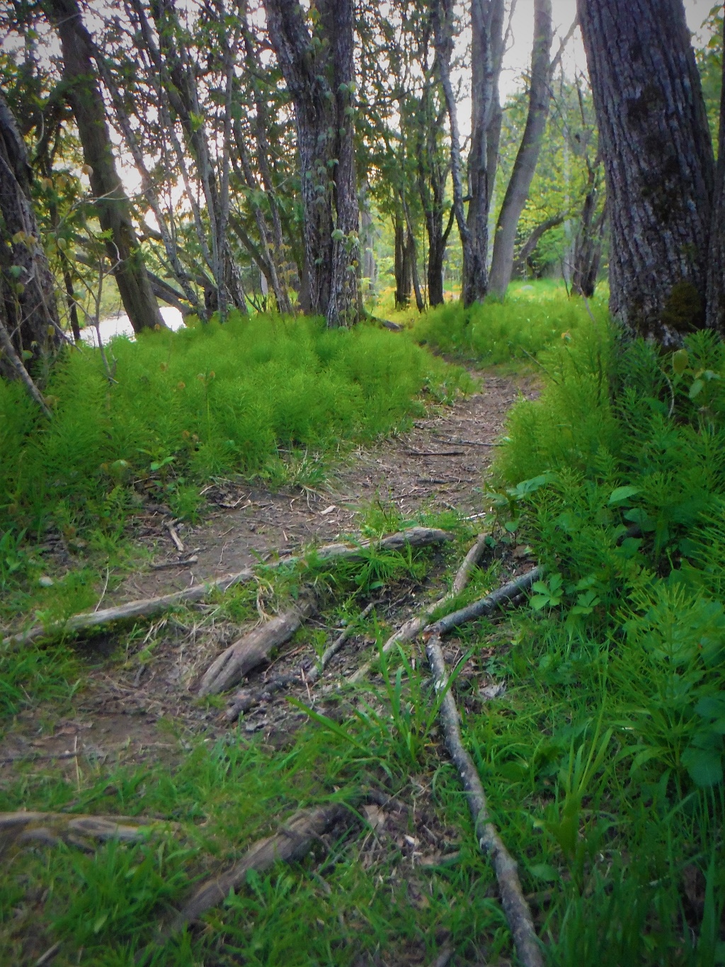 A hidden trail mirrors the water's path.