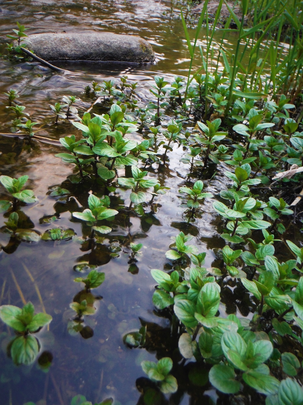 Wild Mint Growing at the water's edge.