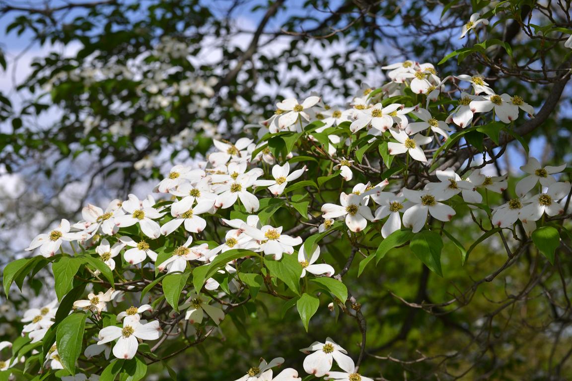 Missouri S State Tree Flowering Dogwood Gardening Charlotte