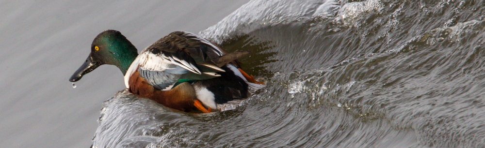 Trio Bald Eagle Nest Cam -Live | Stewards of the Upper Mississippi