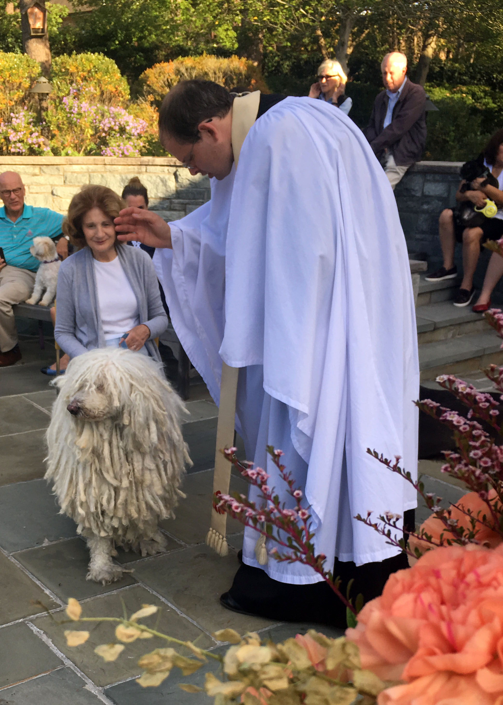 Blessing of the animals