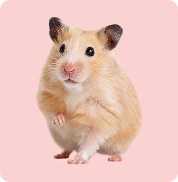 Hamster