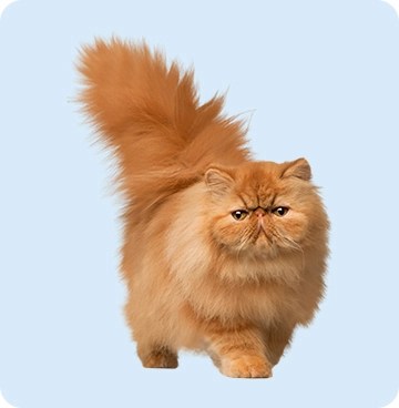 Cat Food