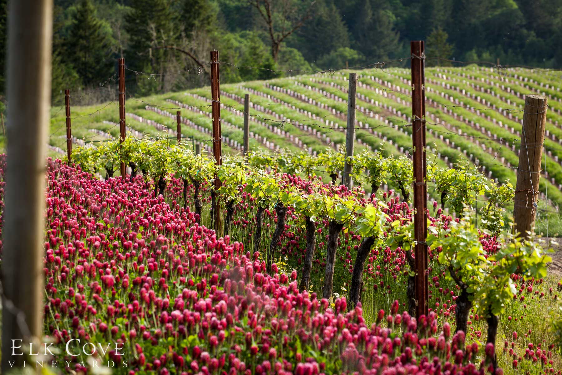 Roosevelt Vineyard in the springtime