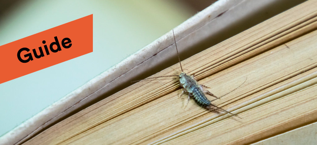 Find out what you need to know about silverfish, and discover the risks of a silverfish infestation and how it may affect your health. Silverfisk Guide Till Bekampning Och Stadning