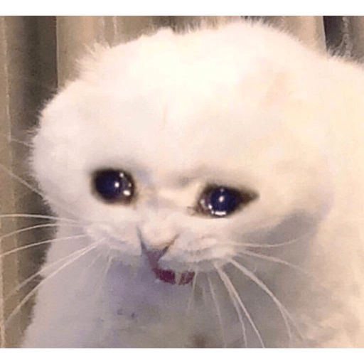 Gambar kucing sedih menangis 7 gambar kucing sedih yang buatkan anda turut sedih comel sangat ini luhu si kucing paling sedih sedunia tapi punya 40 000 . Kucing Yang Menangis Stiker Untuk Whatsapp