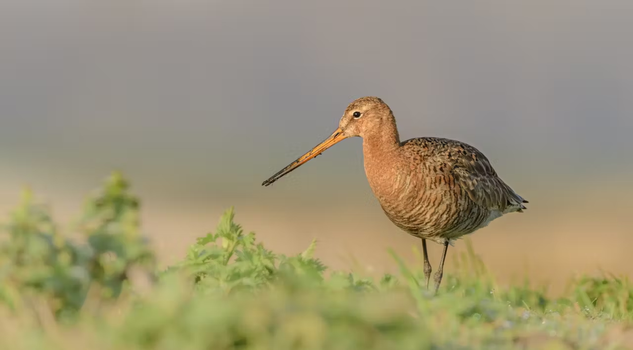De dominantie van stikstof in het Nederlandse natuurbeleid: een juridische en beleidsmatige longread op StikstofInfo