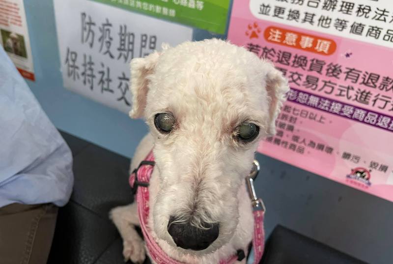 寵物經 | 別輕忽老年狗拉肚子，上吐下潟要送醫