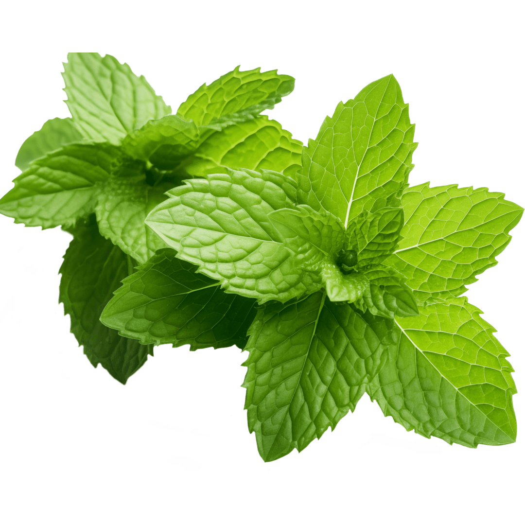 Close-up of fresh Peppermint leaves, used in herbal remedies and natural wellness practices. Still Earth Botanicals Herbal Index image.