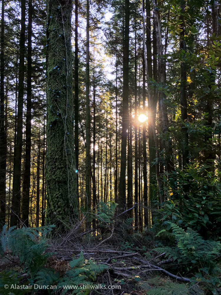 Forest October sunrise