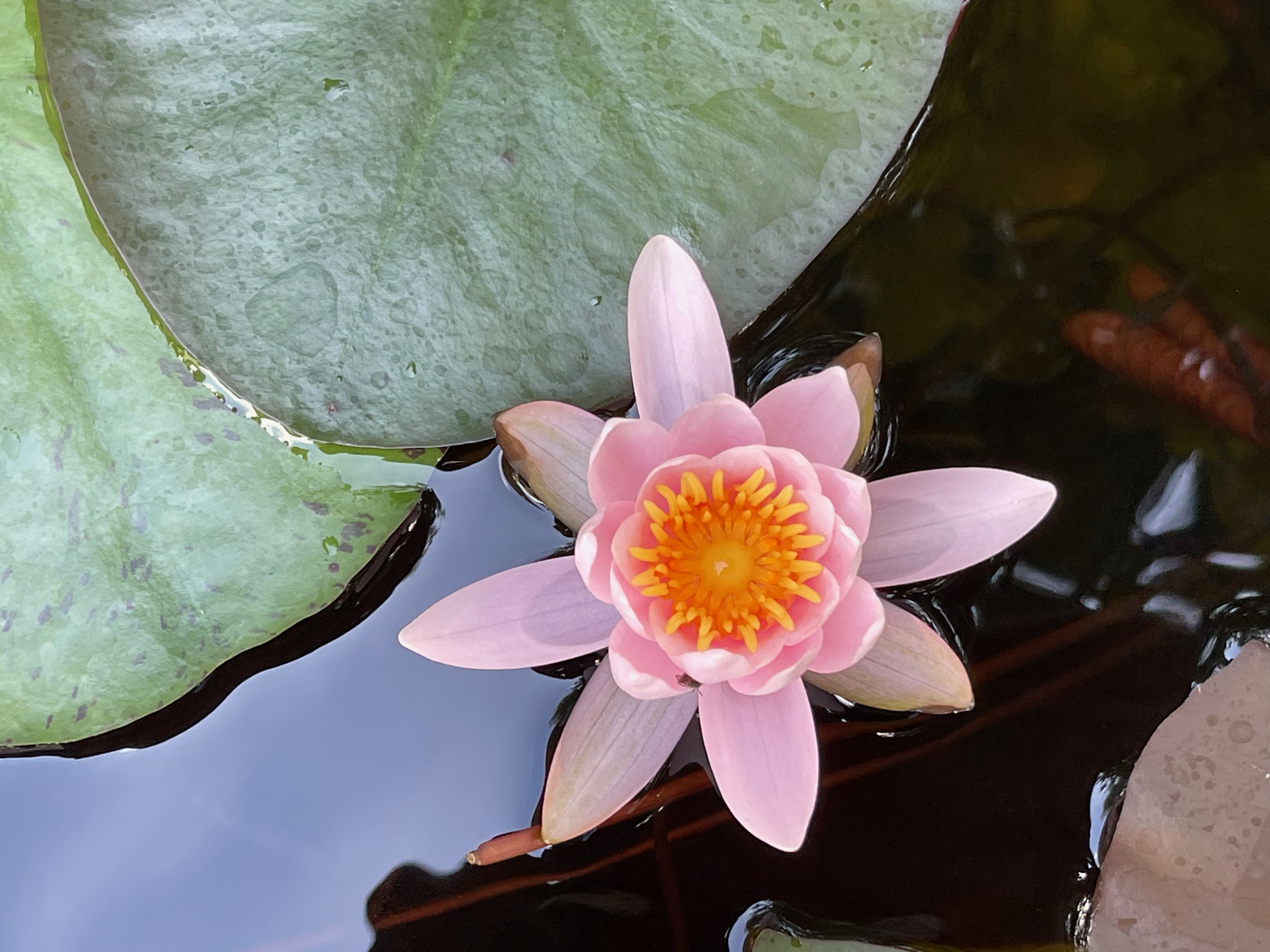 A pink water lily floats in a pond next to lily pads