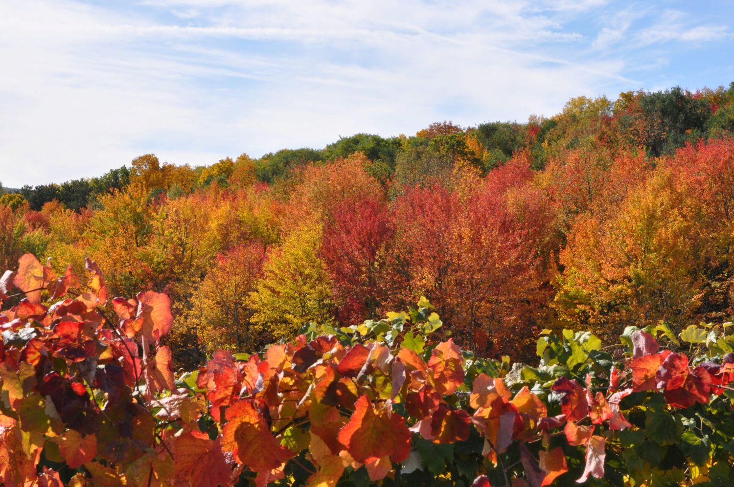 Country scene in the fall in central NY