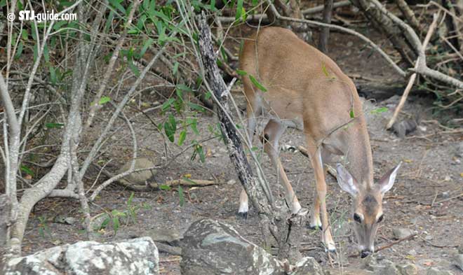 deer st. john usvi