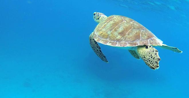 Sea Turtles on St. John