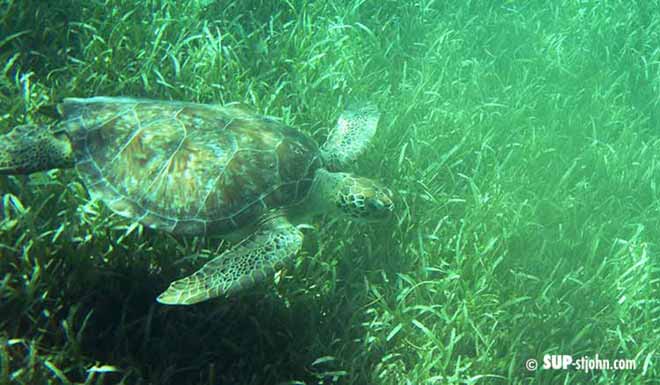 sea-turtle-stjohn
