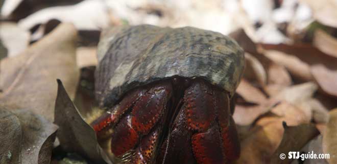 hermit-crab-stjohn