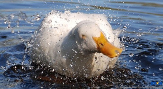 Like water off a duck's back! – THE STAR – St Lucia
