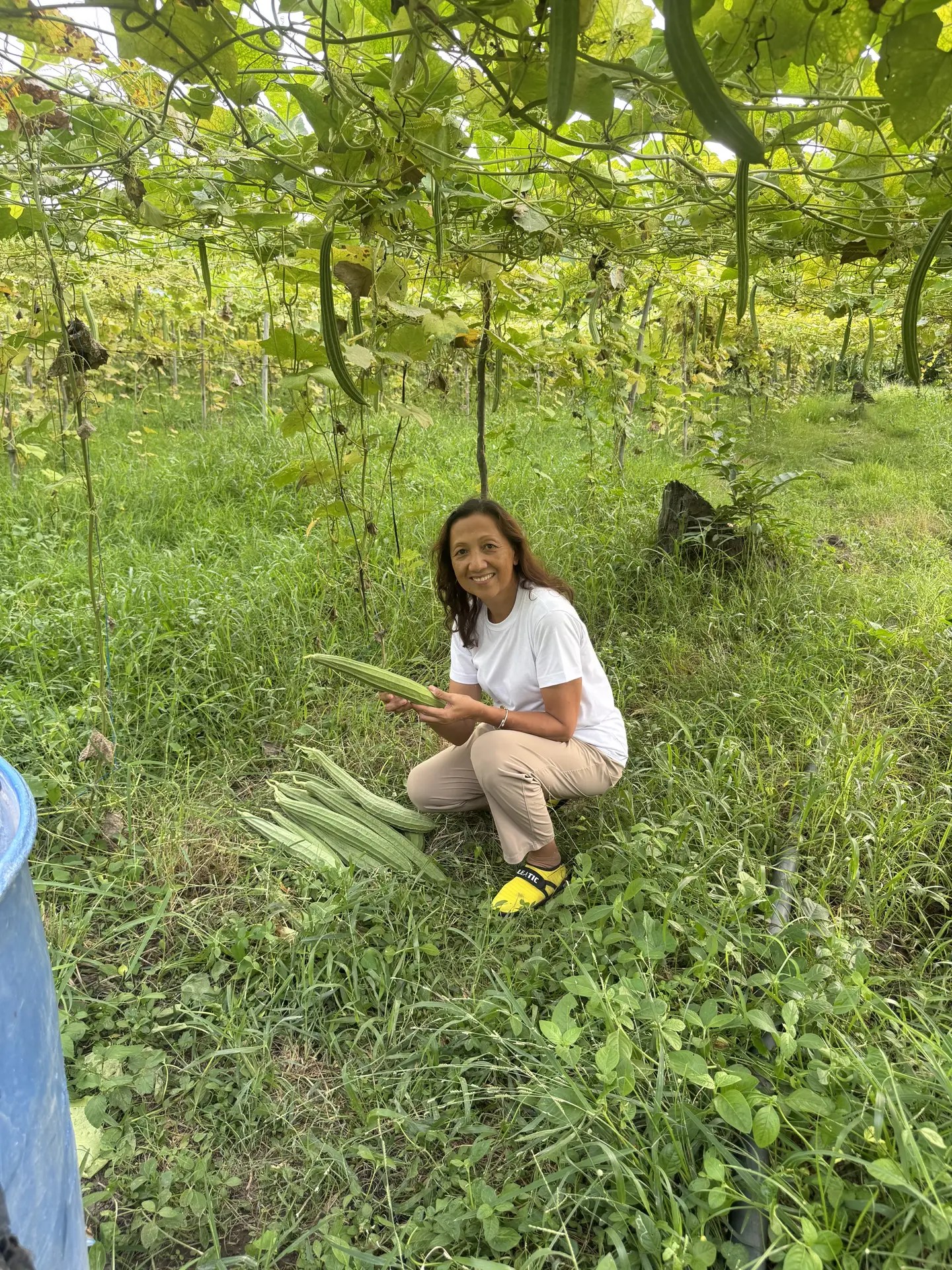 Farm to Table Wellness