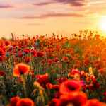 red flowers in bloom