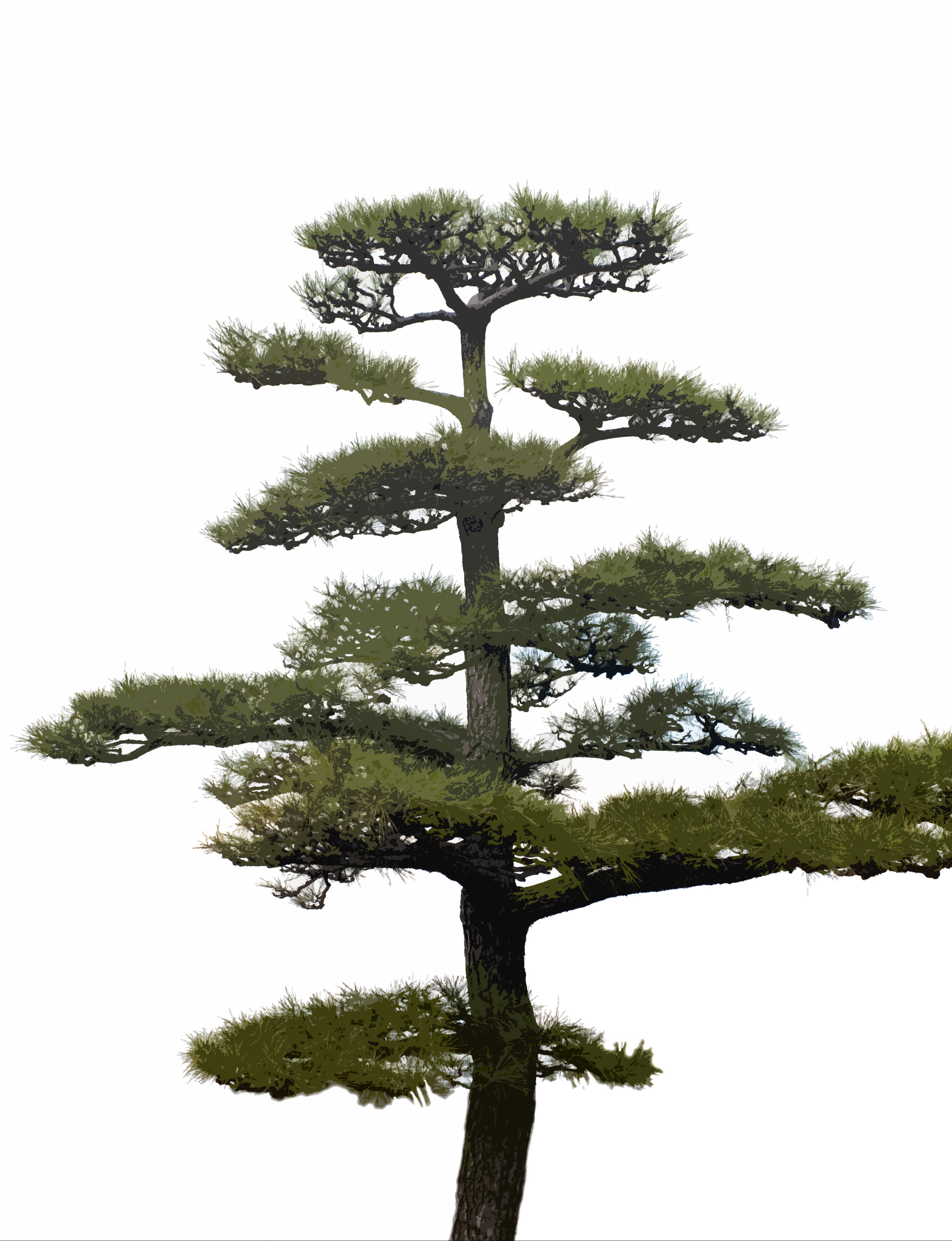 Evergreen Tree Types Popular Evergreen Trees For Landscaping
